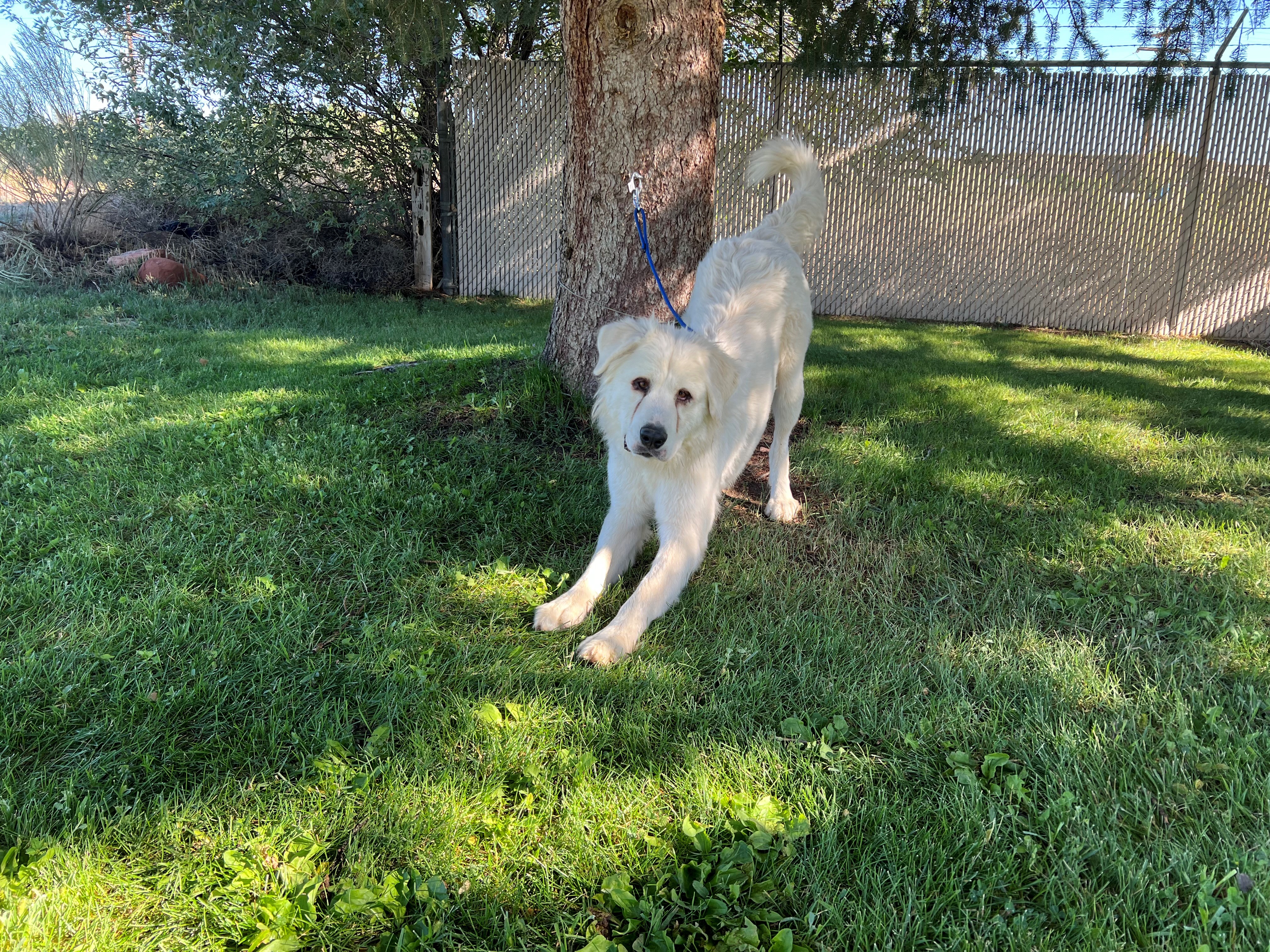 Skadi the Animal Shelter Dog