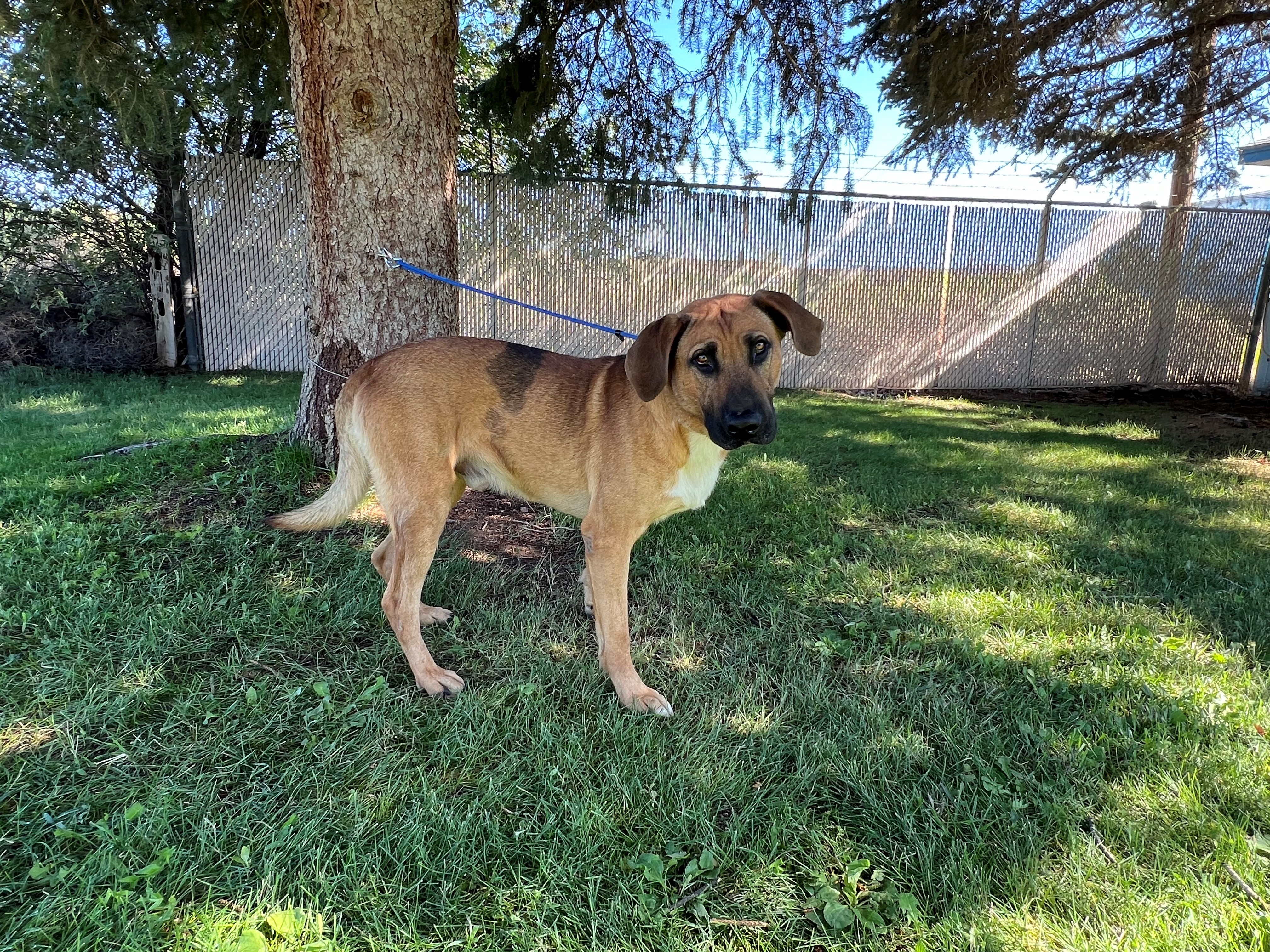 Tank the Animal Shelter Dog