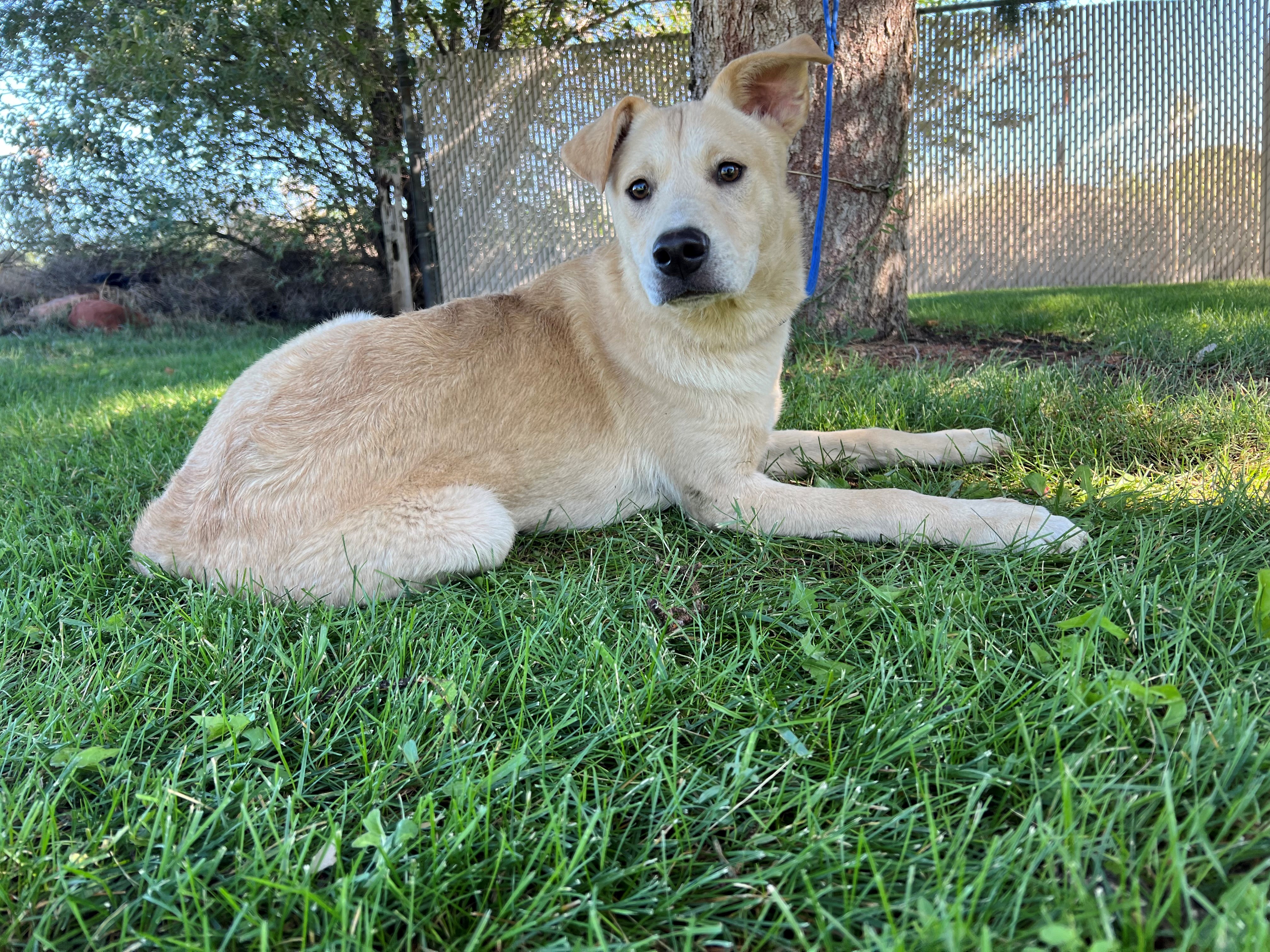 Windy the Animal Shelter Dog