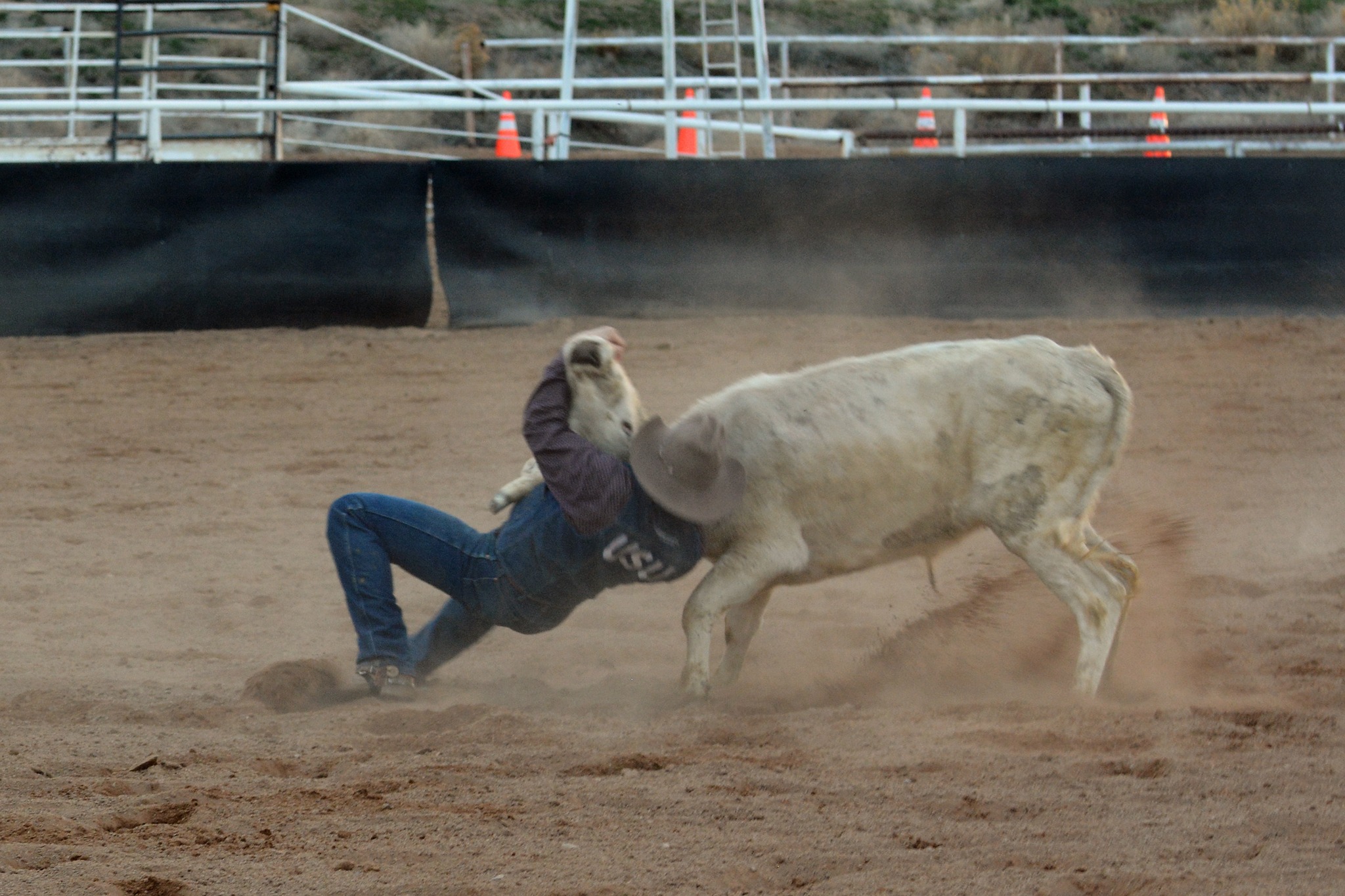 Cowboy Roping at at Rodeo at Columbine Park