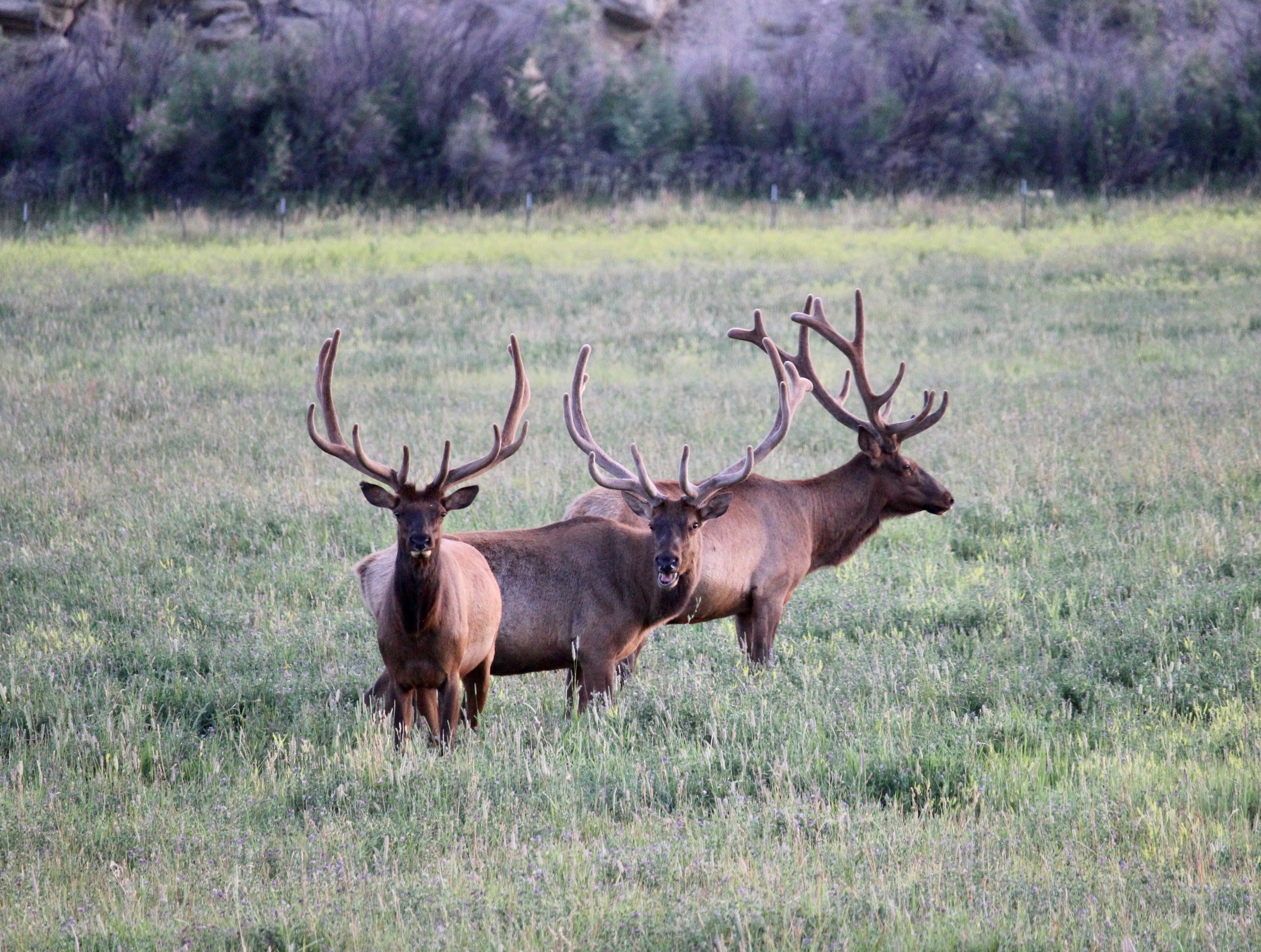 Elk Around Rangely in a Field