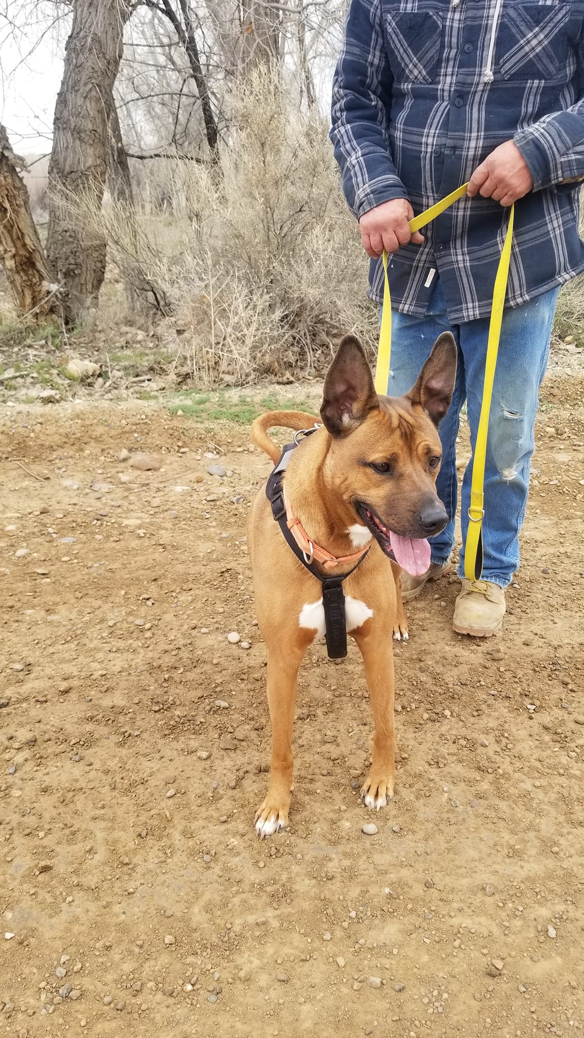 Shelter Dog with Volunteer