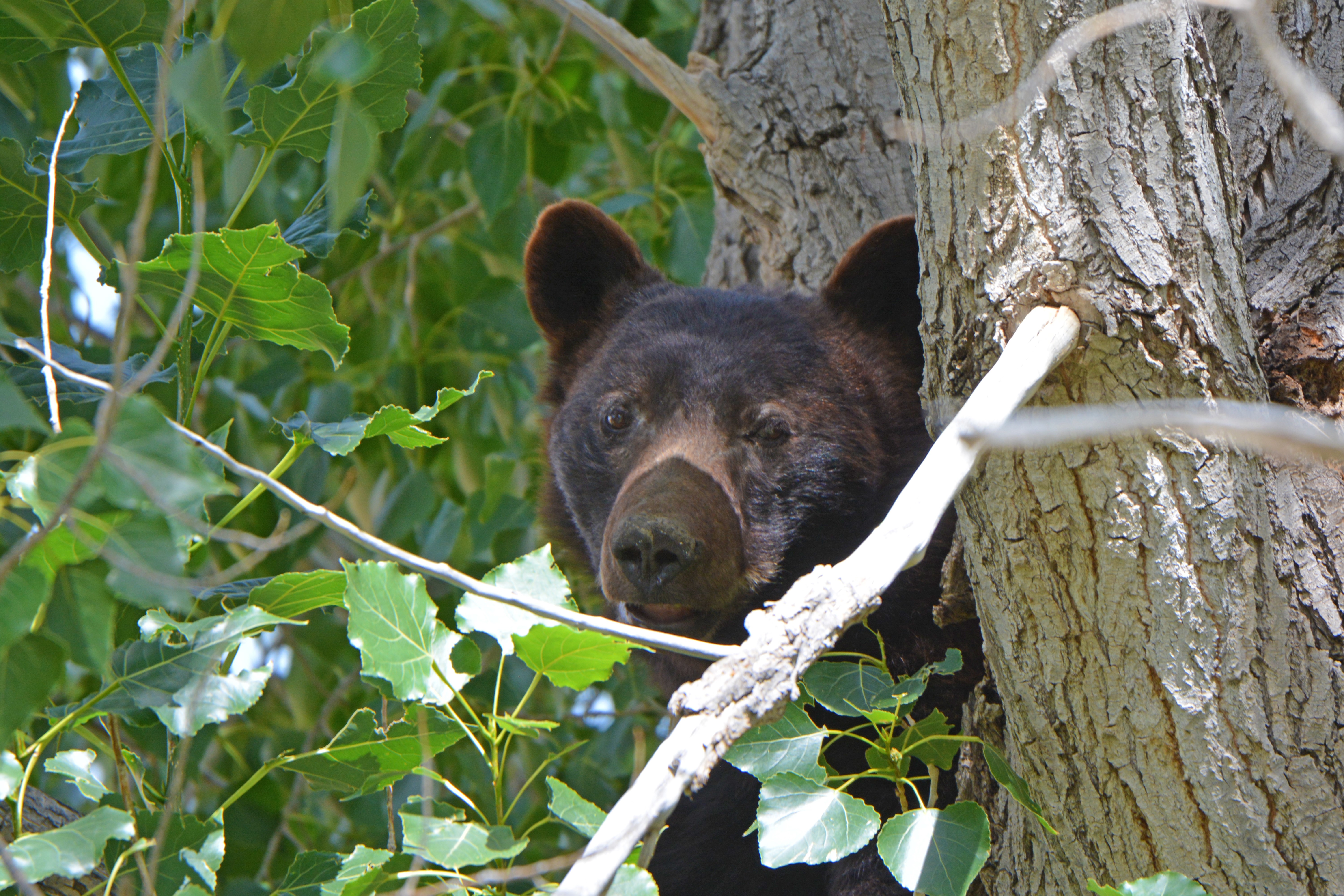 A bear in Rangely