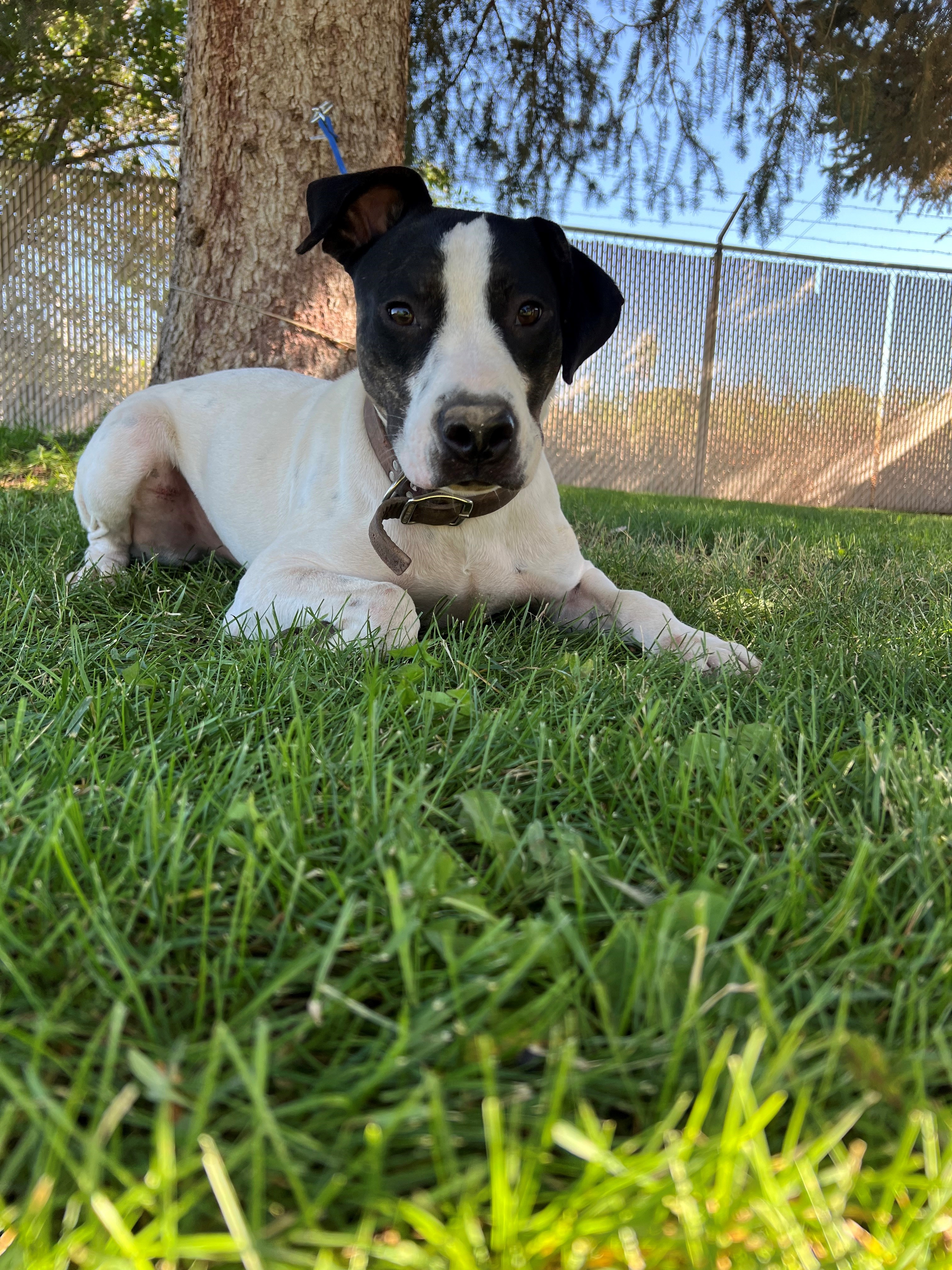 Wilburn the Shelter Dog