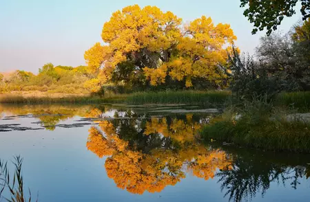 Elks Park Cottonwood Reflection