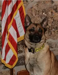 K-9 Niko